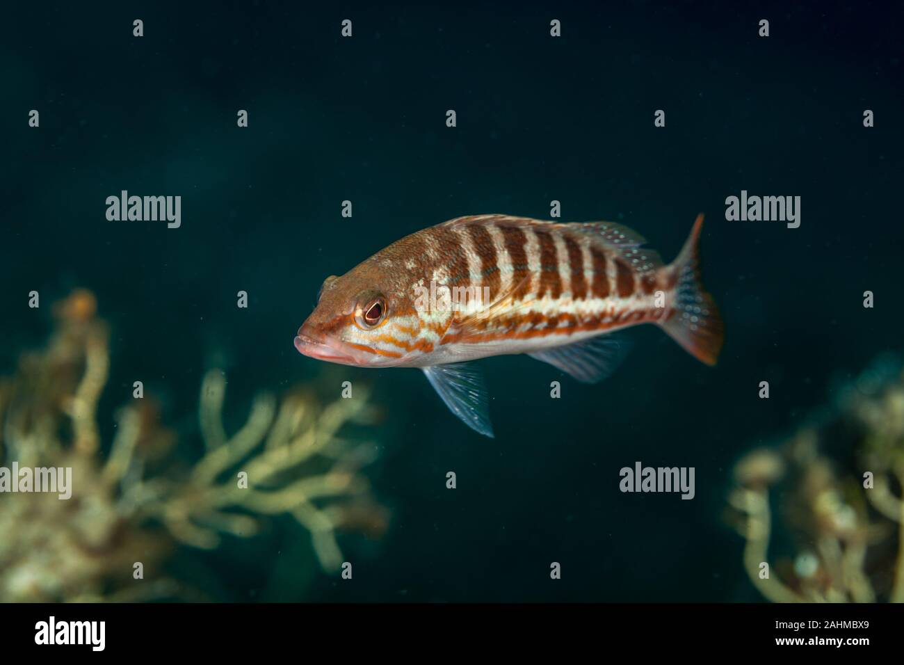 The comber (Serranus cabrilla) is a species of fish in the family Serranidae Stock Photo