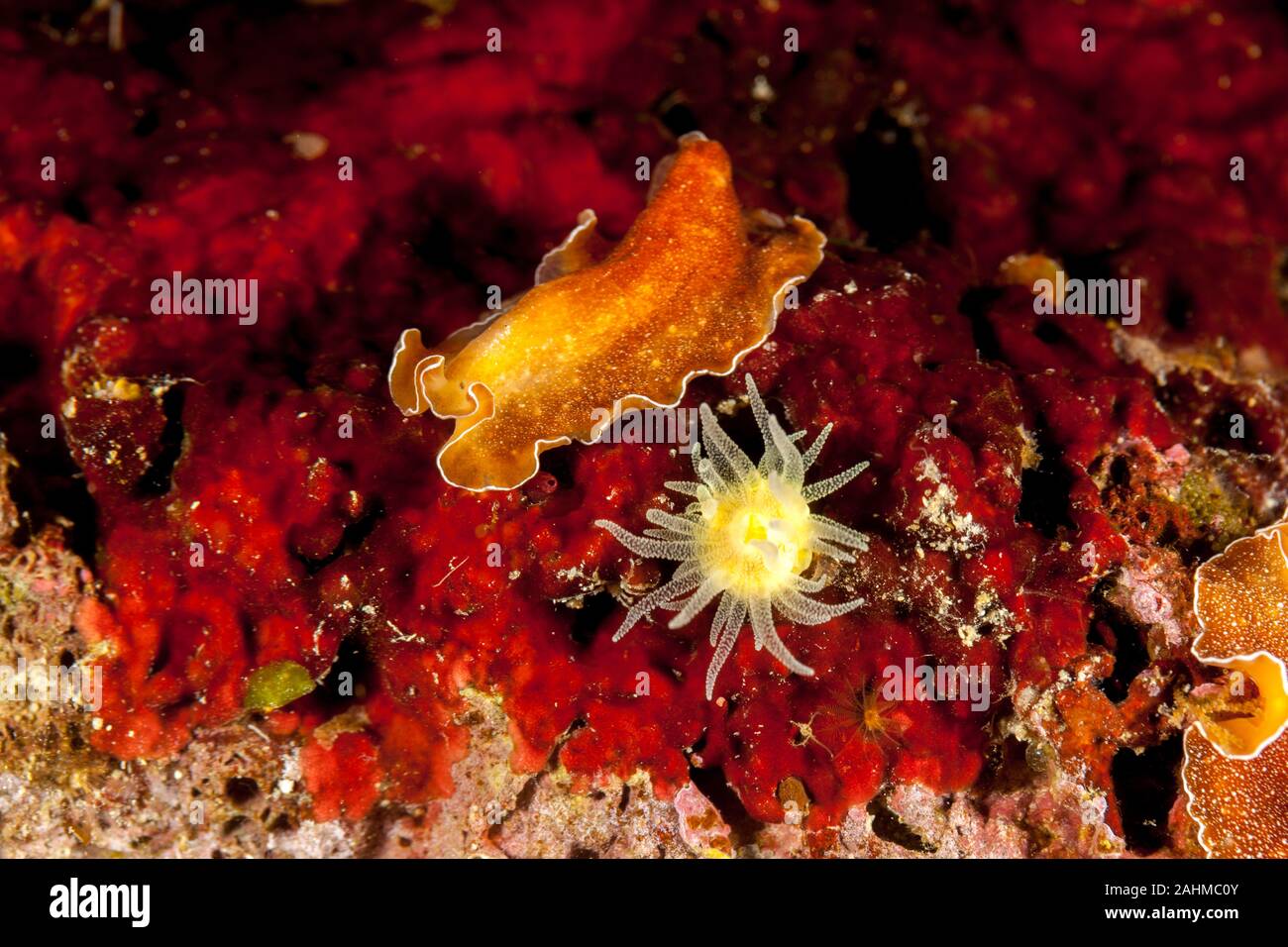 Flatworm with orange - brown body and white spots crawling along the seafloor, Yungia aurantiaca, Pseudoceros sp., underwater Stock Photo