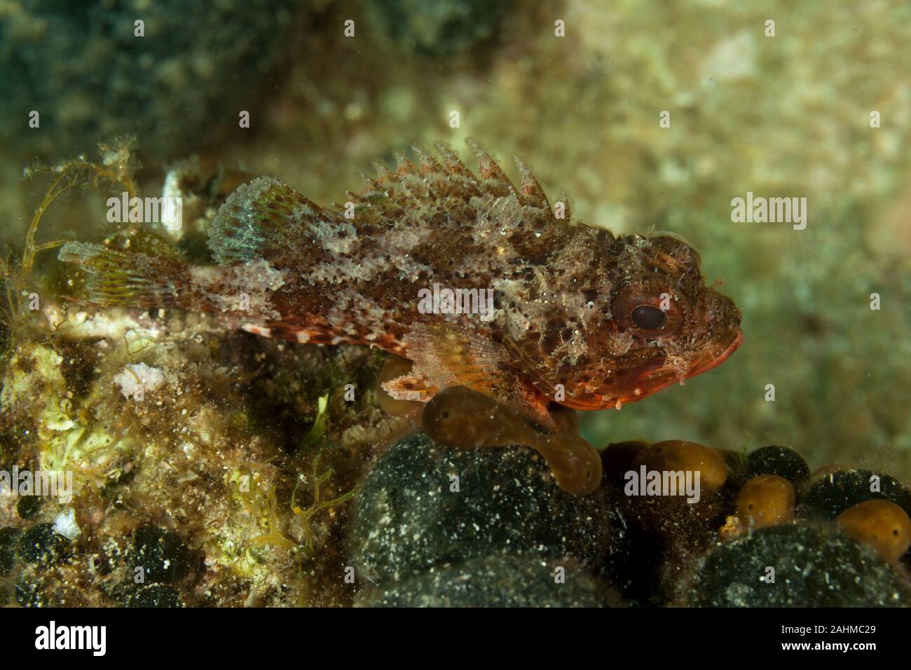 Small red scorpionfish, Scorpaena notata Stock Photo