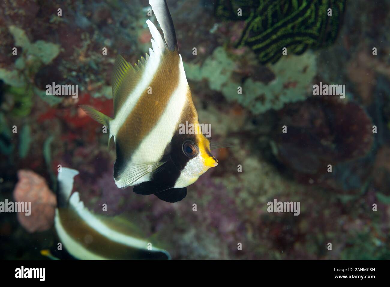 Threeband pennantfish, threeband bannerfish or pennant bannerfish, Heniochus chrysostomus Stock Photo