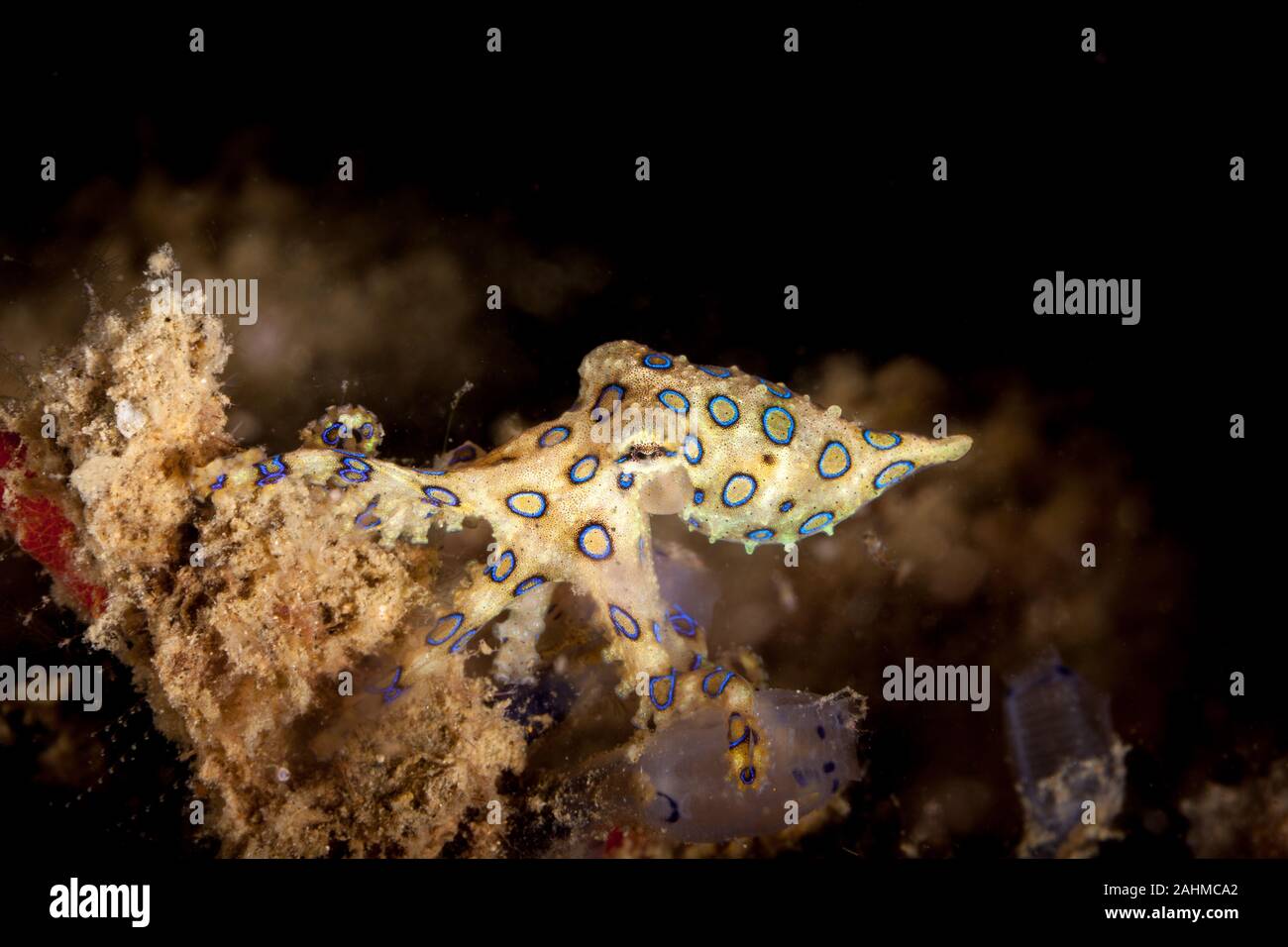 Blueringed octopus hi-res stock photography and images - Alamy