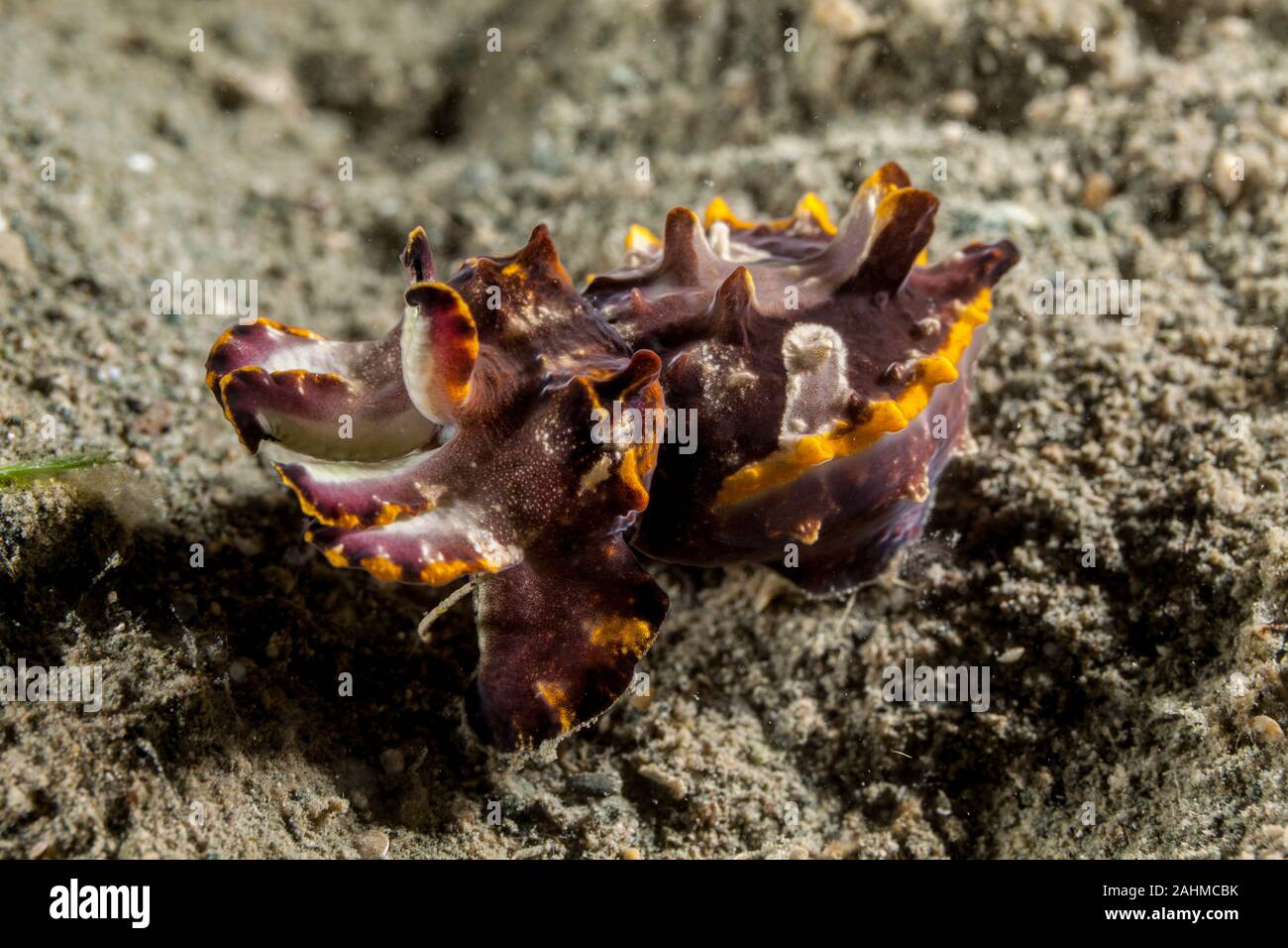 Flamboyant Cuttlefish, Metasepia pfefferi Stock Photo - Alamy