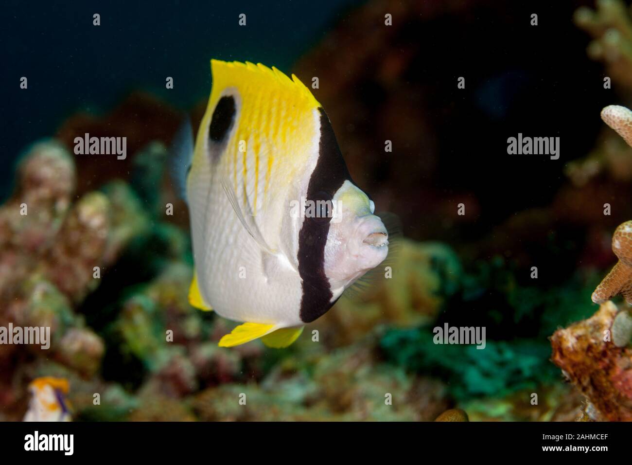 Teardrop butterflyfish, Chaetodon unimaculatus Stock Photo