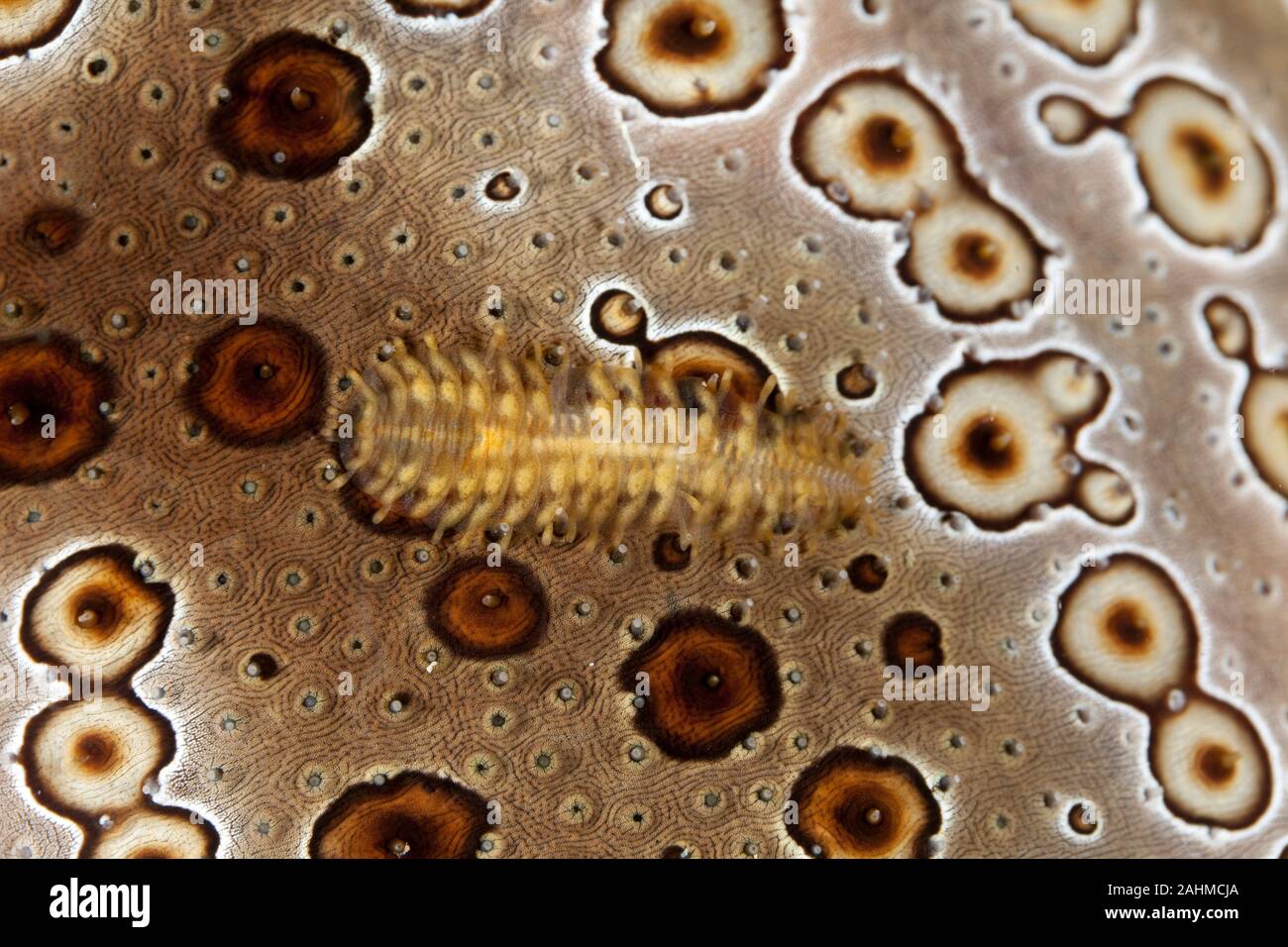 Sea Cucumber Scale Worm, Gastrolepidia clavigera, crawling on its host Stock Photo