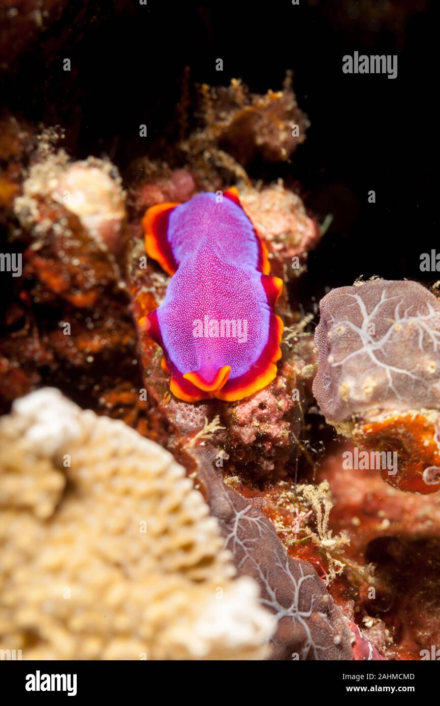 Pseudoceros ferrugineus, the Fuchsia flatworm, is a marine flatworm species that belongs to the Pseudocerotidae family Stock Photo
