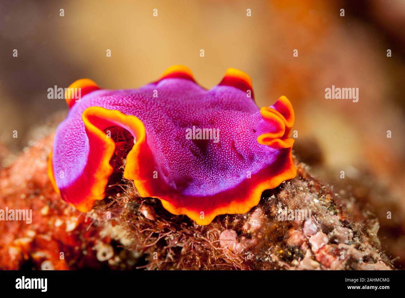 Pseudoceros ferrugineus, the Fuchsia flatworm, is a marine flatworm species that belongs to the Pseudocerotidae family Stock Photo