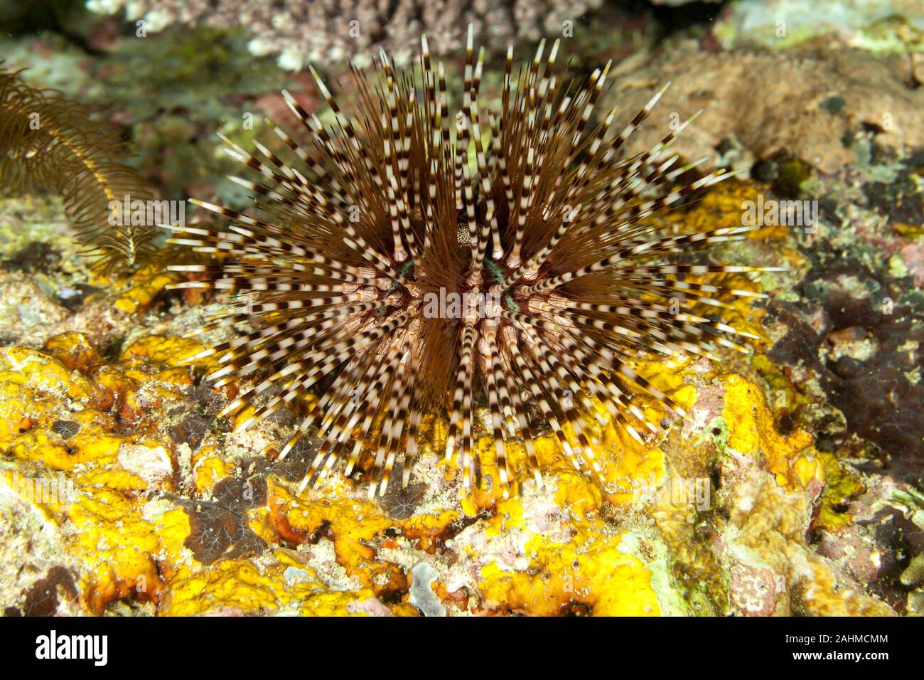 Banded sea urchin or double spined urchin, Echinothrix calamaris Stock