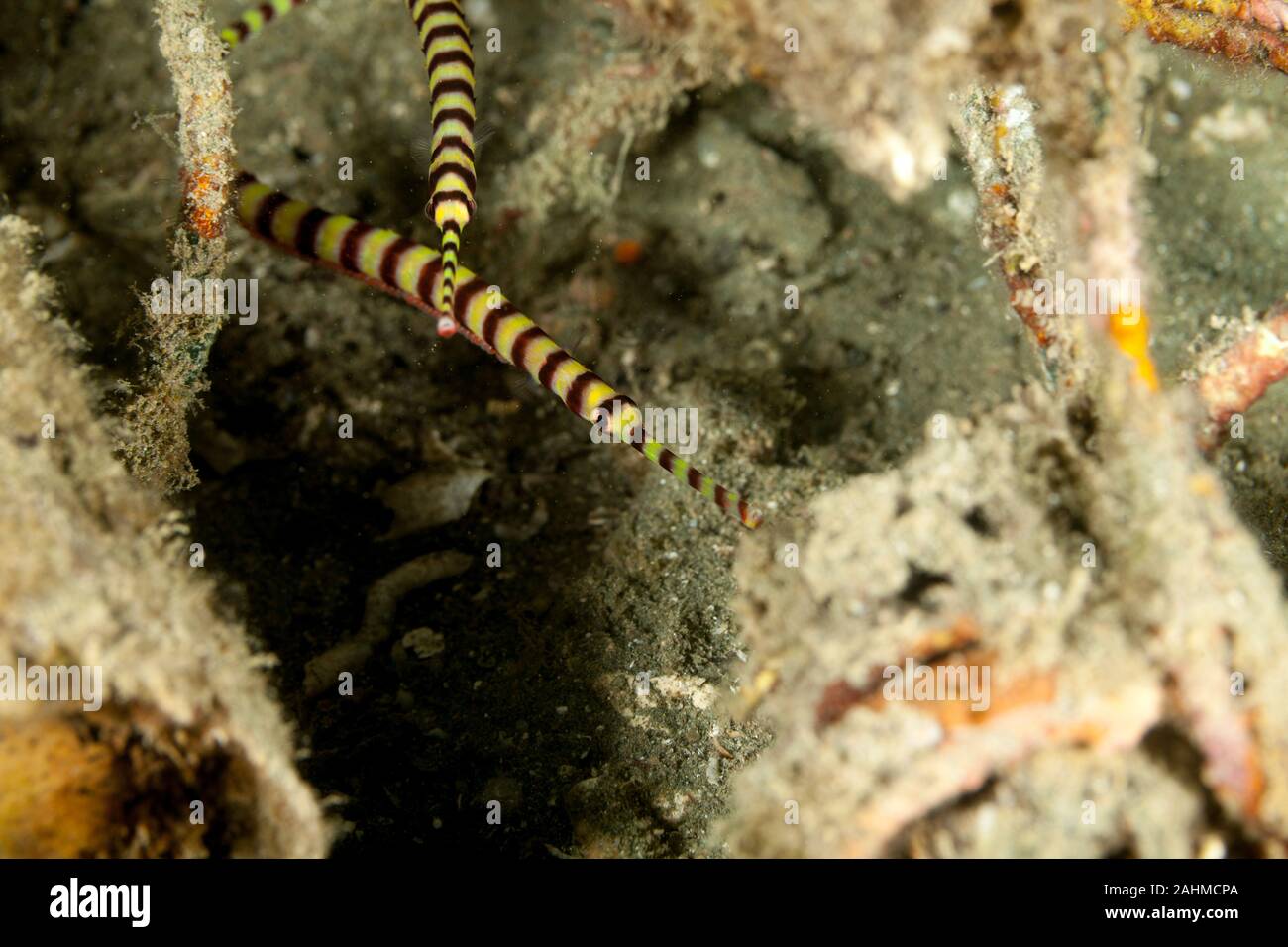 Yellowbanded Pipefish, Dunckerocampus pessuliferus Stock Photo