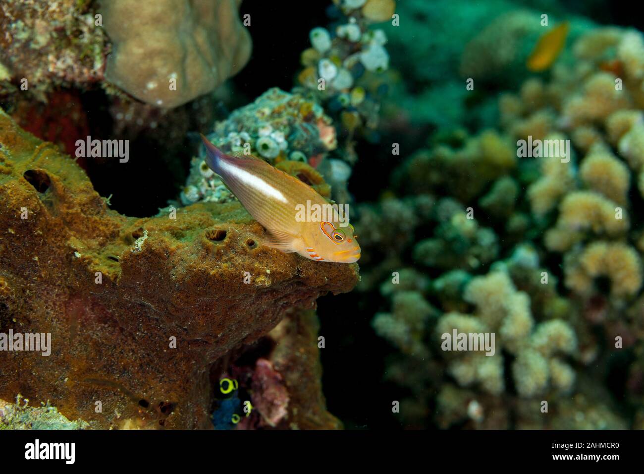Arc-eye hawkfish, Paracirrhites arcatus Stock Photo