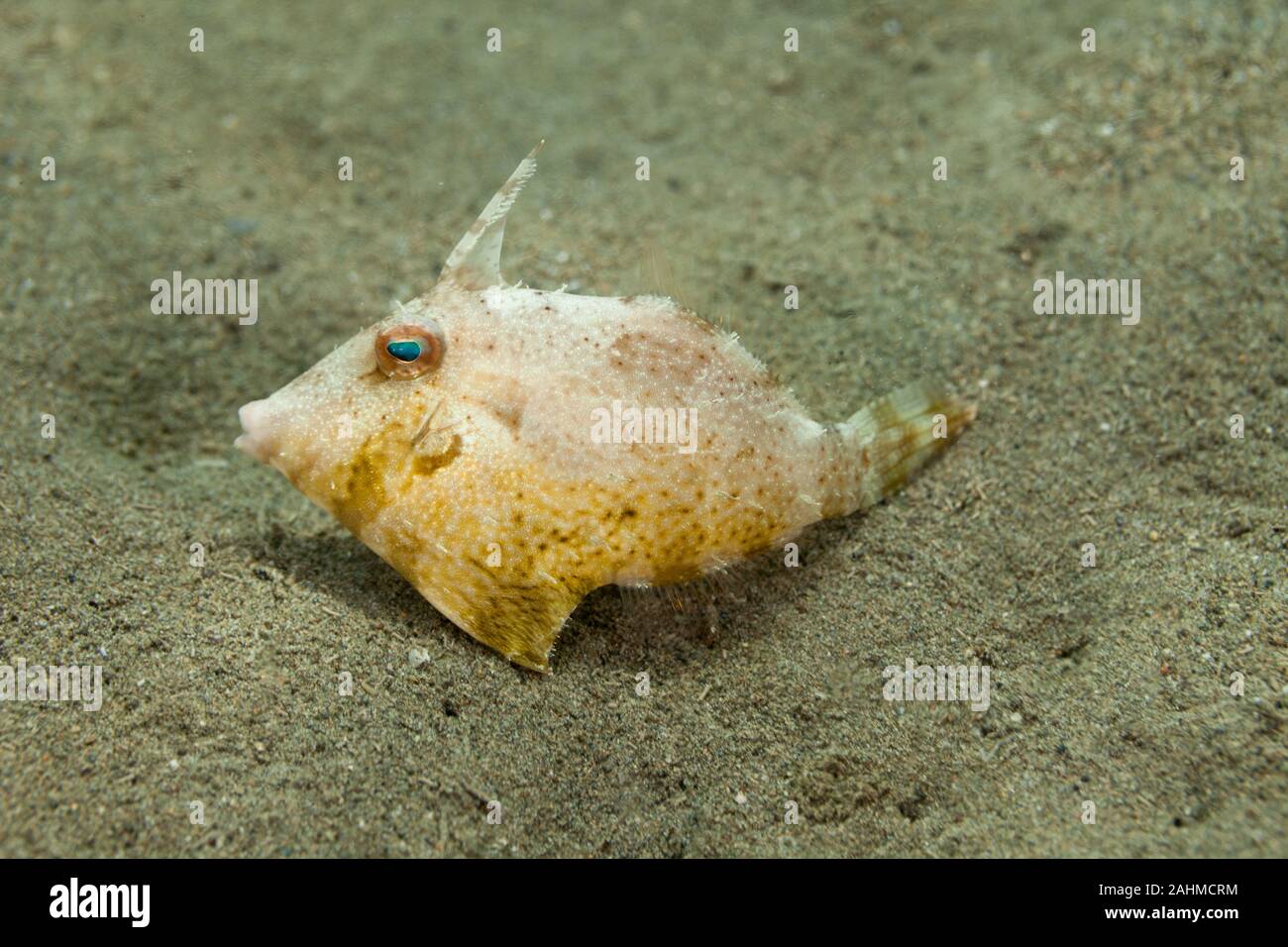 Filefish (Monacanthidae) are a diverse family of tropical to ...