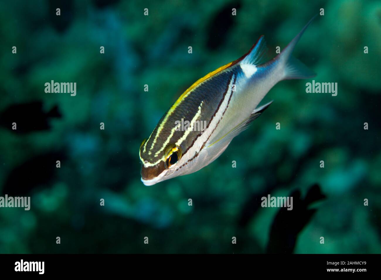 Bridled Monocle Bream (Spinecheeks) - Scolopsis bilineatus Stock Photo