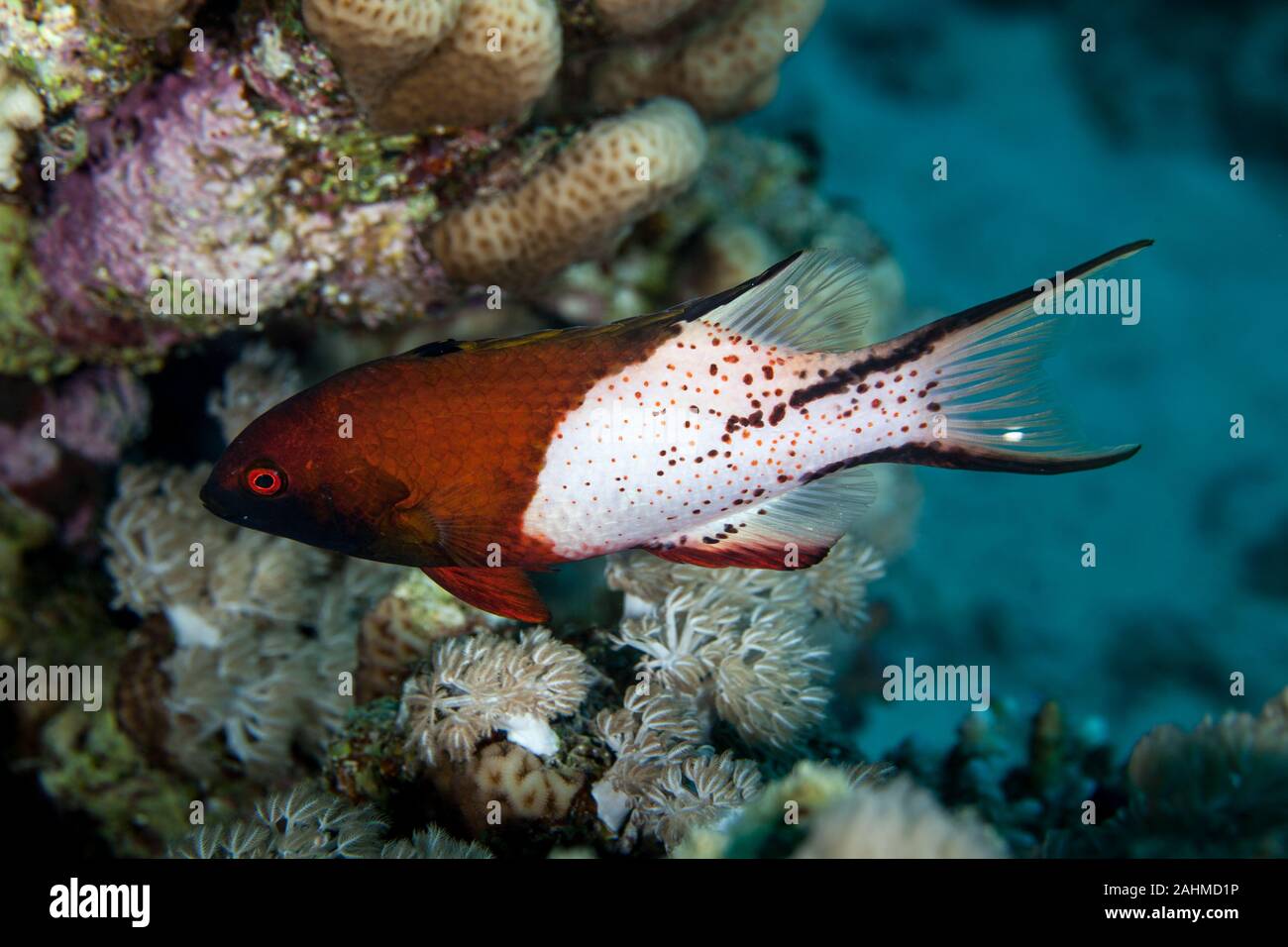 The lyretailed hogfish, or Bodianus anthiodes, is a species of wrasse from the genus Bodianus Stock Photo