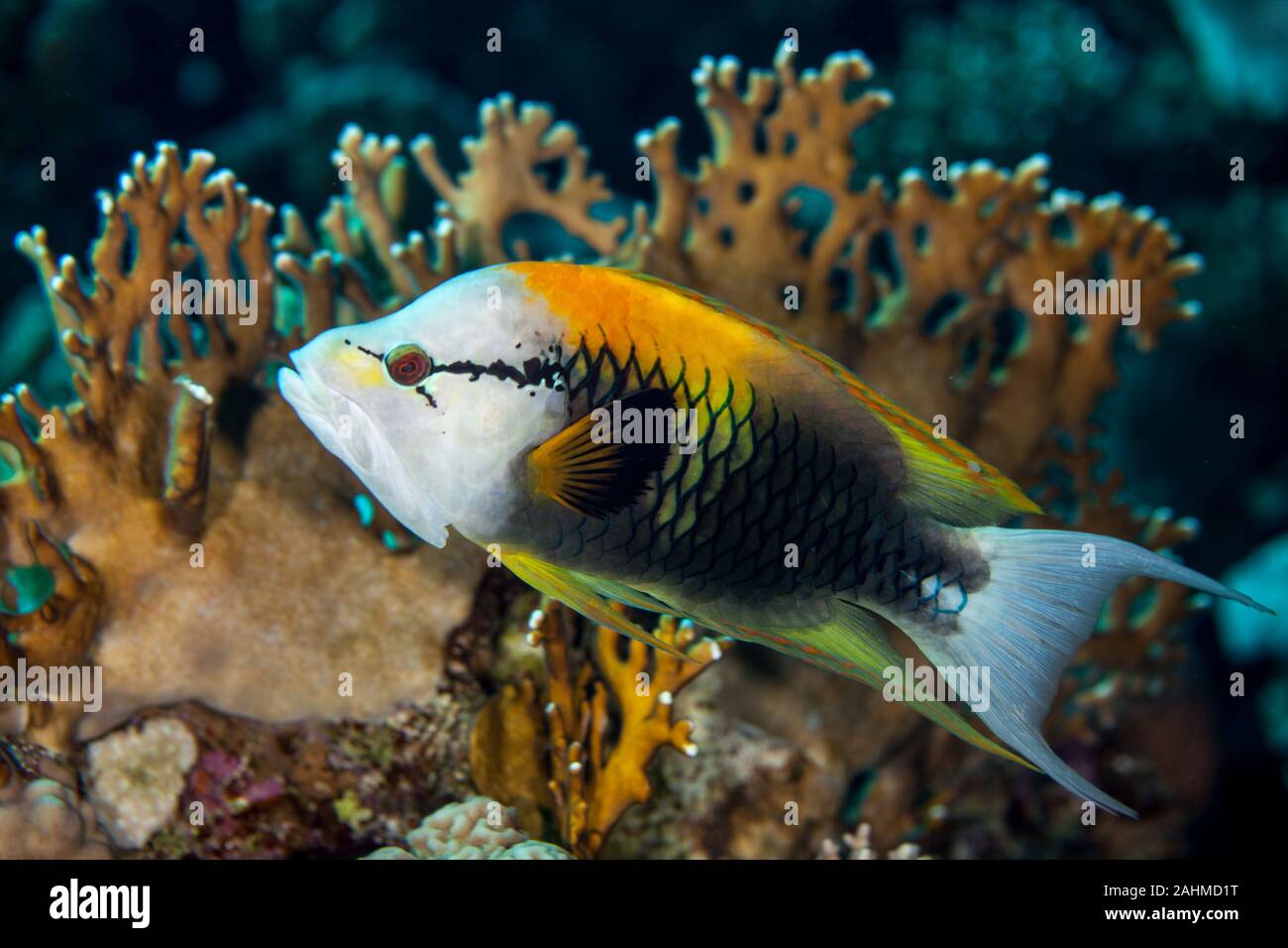 The slingjaw wrasse, Epibulus insidiator Stock Photo Alamy