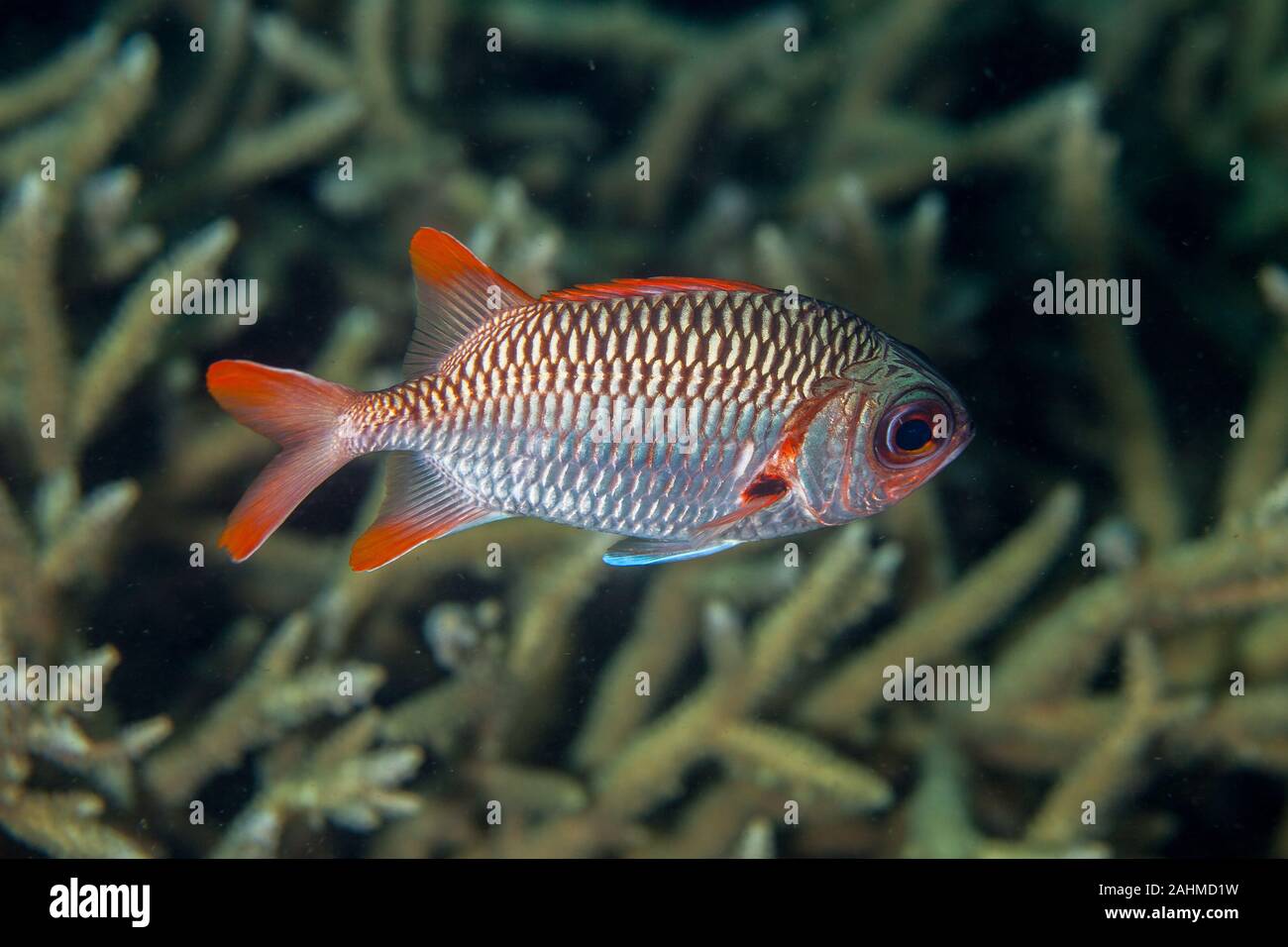 Myripristis violacea is a species of fish in the soldierfish family Stock Photo