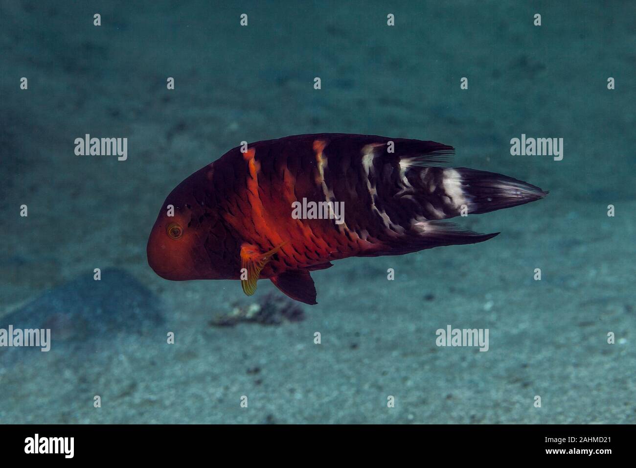 The labrid fish Cheilinus quinquecinctus, a valid endemic Red Sea wrasse Stock Photo