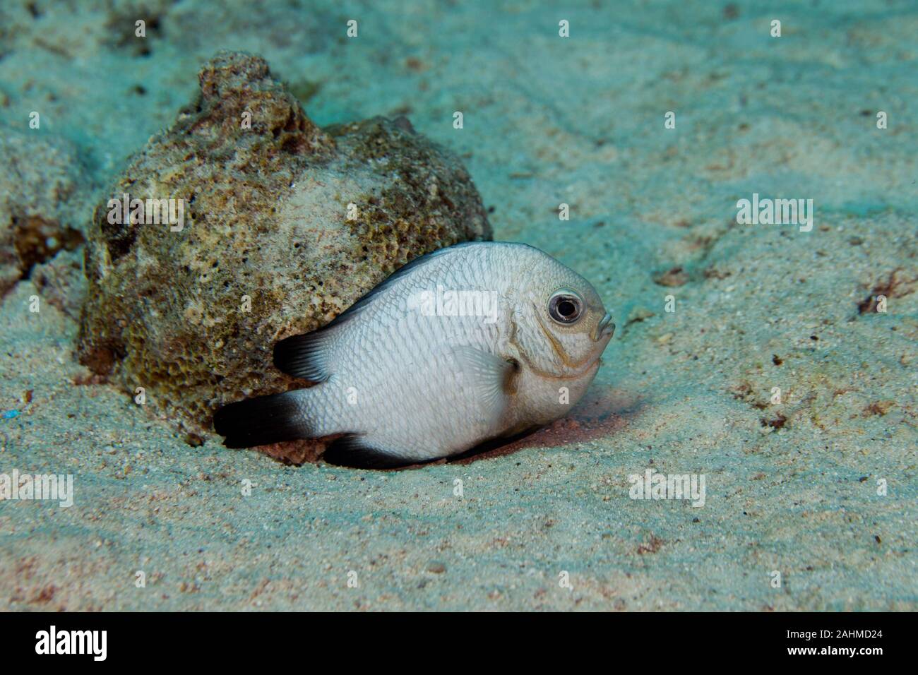 The threespot dascyllus (Dascyllus trimaculatus), also known as the domino damsel or simply domino, is a species of damselfish from the family Pomacen Stock Photo