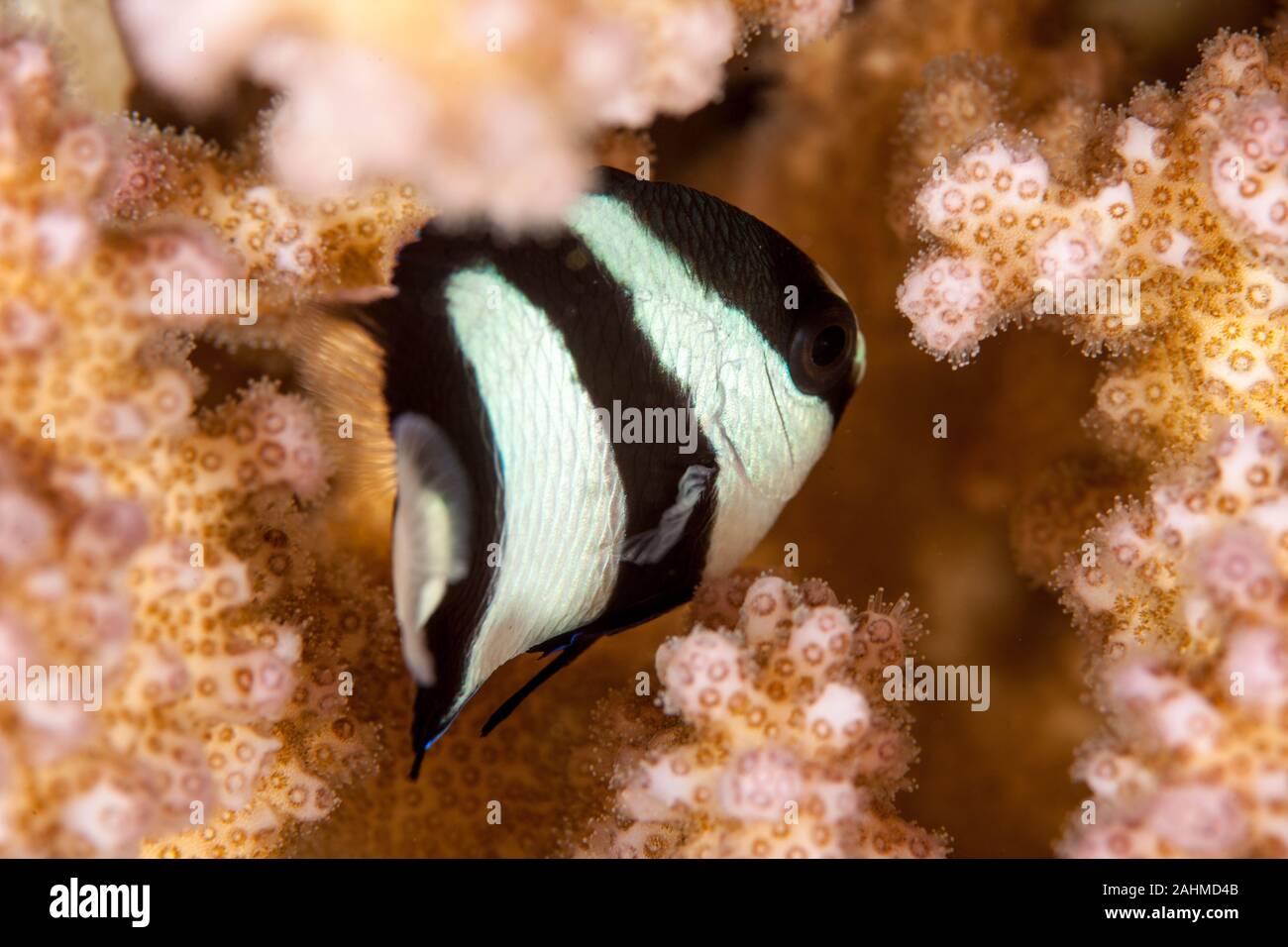 Dascyllus aruanus, known commonly as the whitetail dascyllus or humbug damselfish Stock Photo