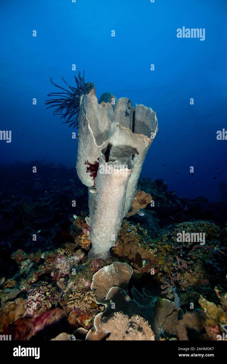 Red sea sponge barrel blue hi-res stock photography and images - Alamy