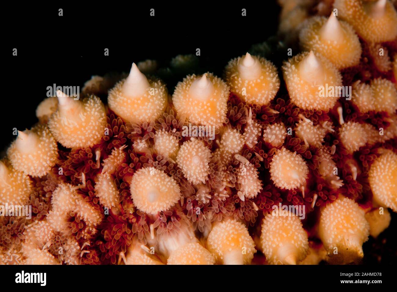 Coscinasterias tenuispina is a starfish in the family Asteriidae Stock Photo
