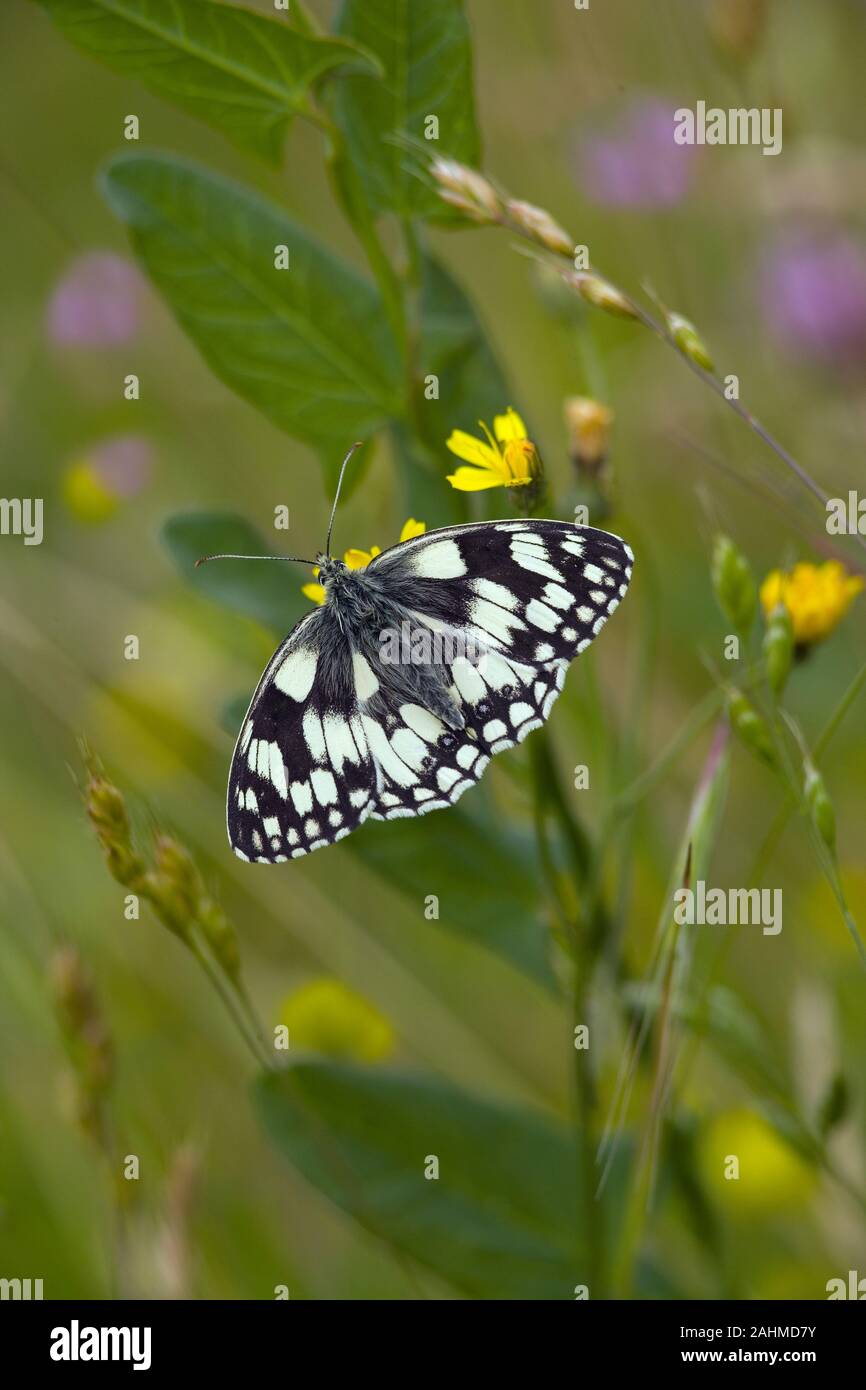Male Marbled White Butterfly Melanargia galathea on chiltern hills Bucks Stock Photo