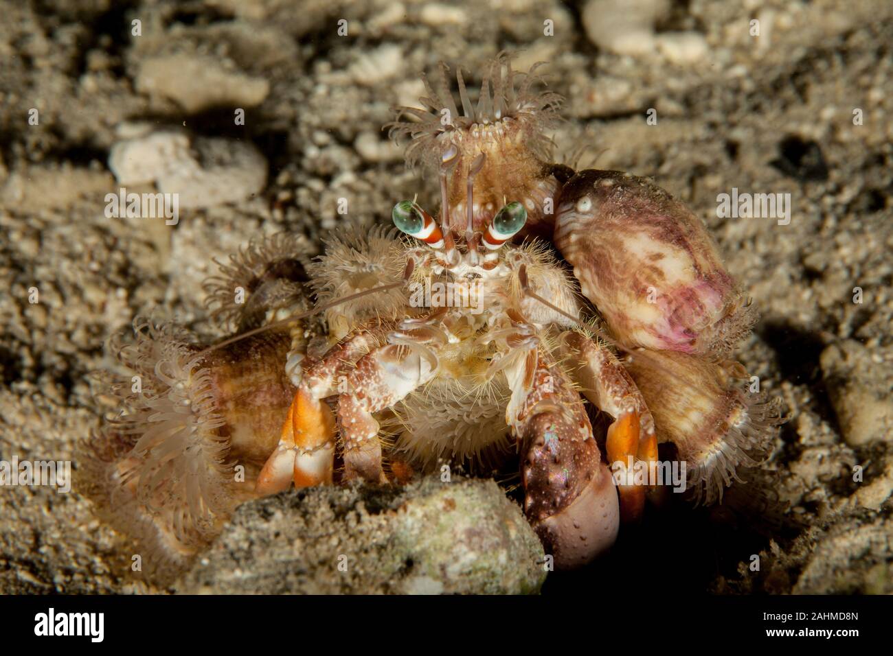 Dardanus tinctor, the anemone hermit crab, is a species of marine ...