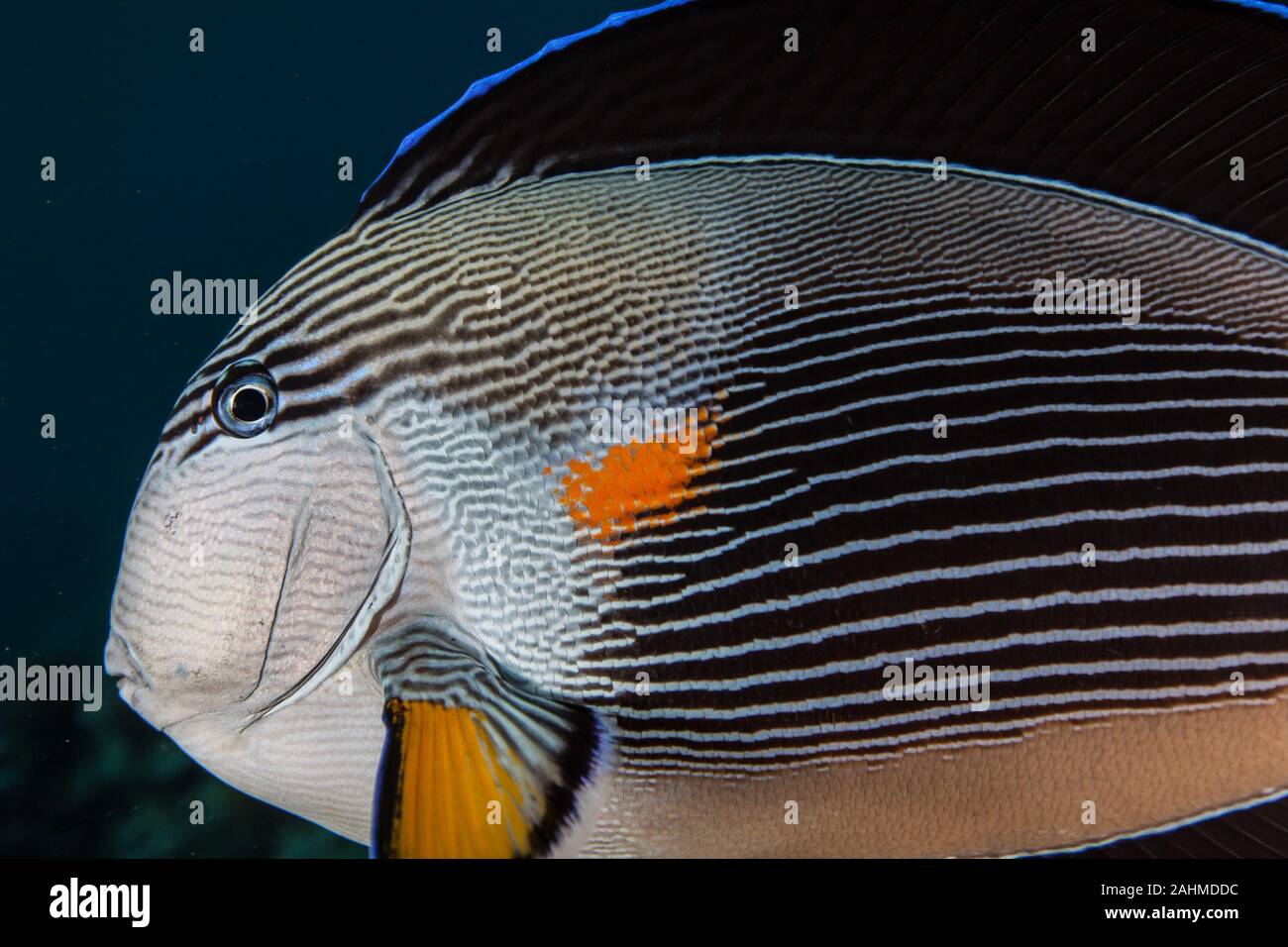 The sohal surgeonfish or sohal tang, Acanthurus sohal Stock Photo