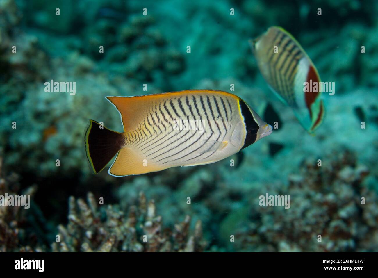 Chevron Butterflyfish, Chaetodon trifascialis Stock Photo