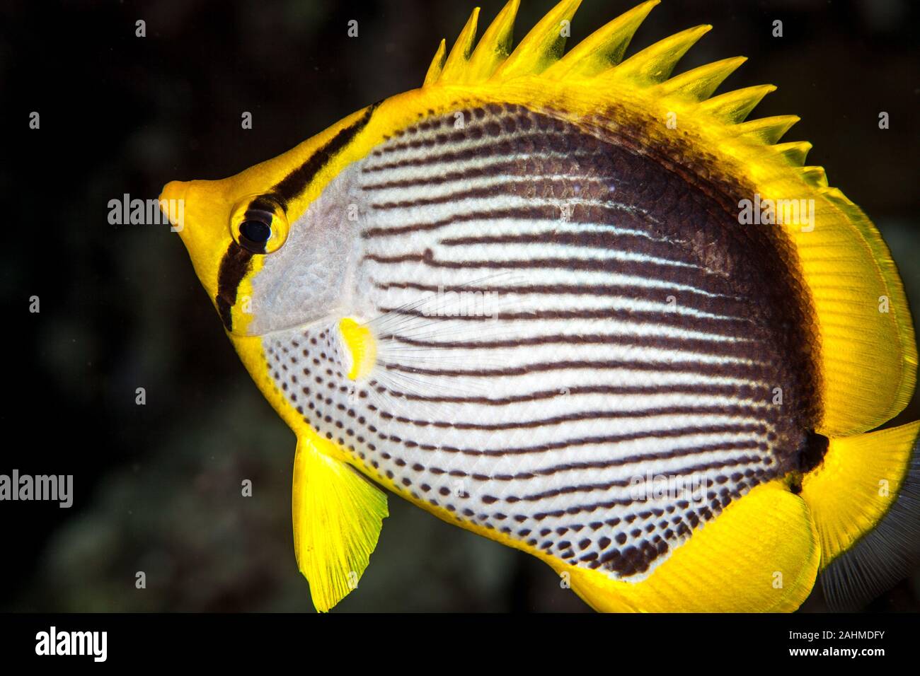 Blackback Butterfly Fish High Resolution Stock Photography And Images Alamy Blackback Butterfly Fish High Resolution Stock Photography And Images Alamy