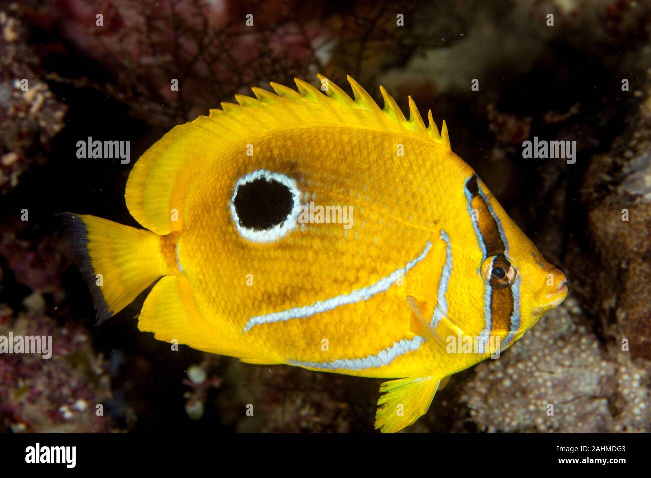 The bluelashed butterflyfish, Chaetodon bennetti Stock Photo