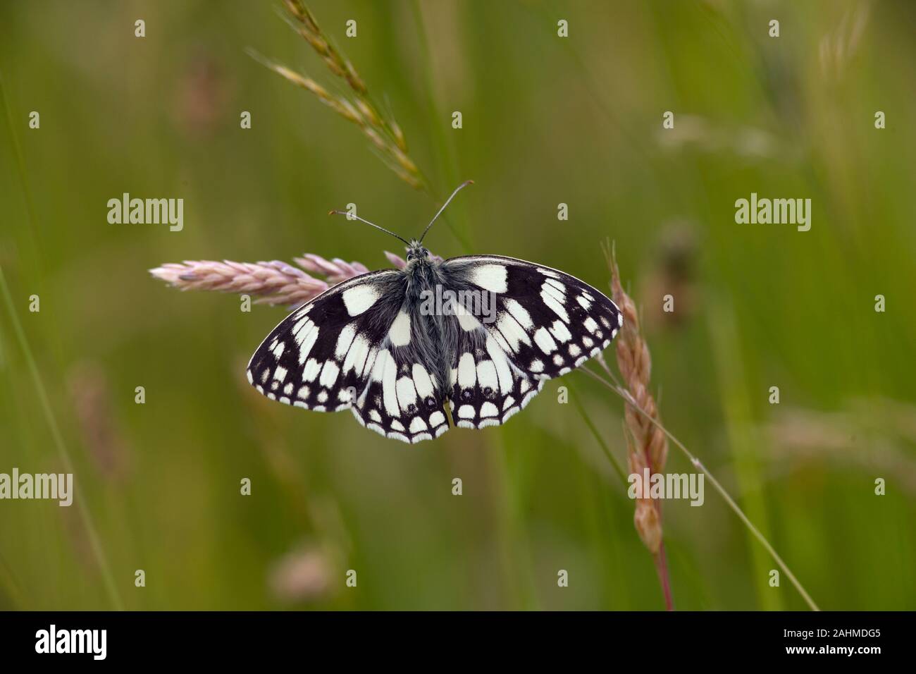 Male Marbled White Butterfly Melanargia galathea on chiltern hills Bucks Stock Photo