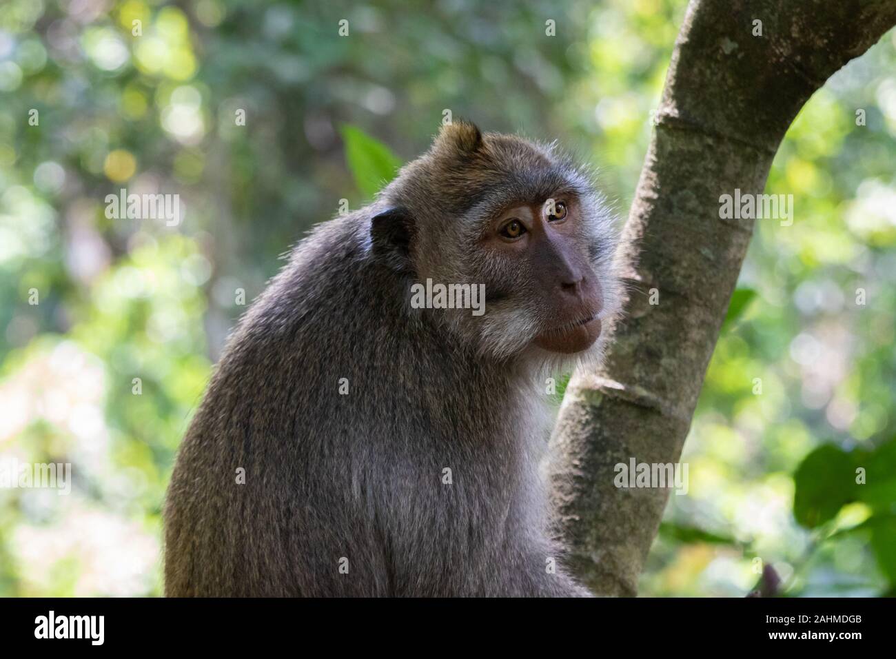 Portrait of Macaque monkey (Macaca Fascicularis), looking to the side. Forest in the background. In the sacred monkey forest, Ubud, Bali, Indonesia. Stock Photo