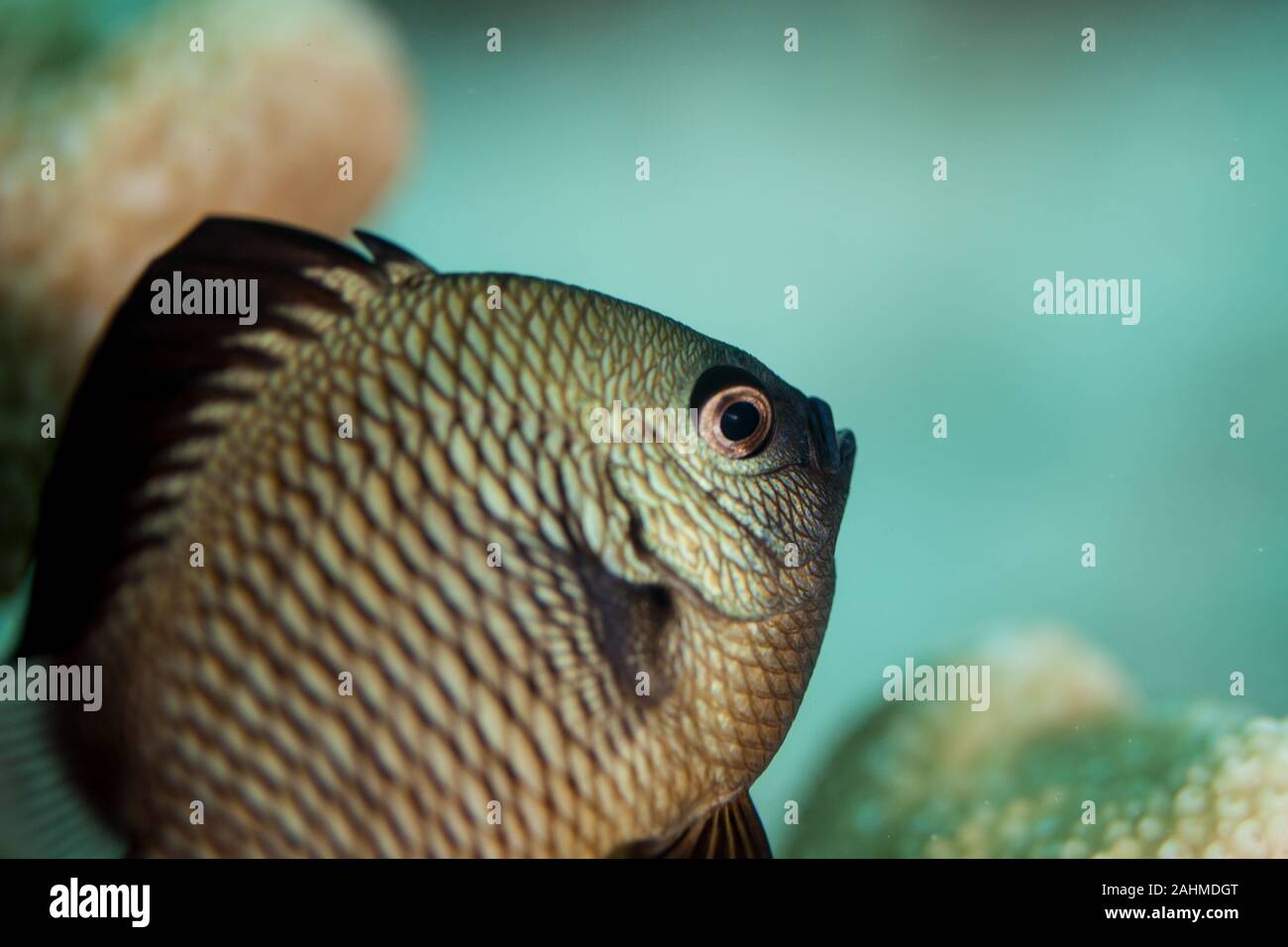 Black Coral Fisch Damselfish Stock Photo