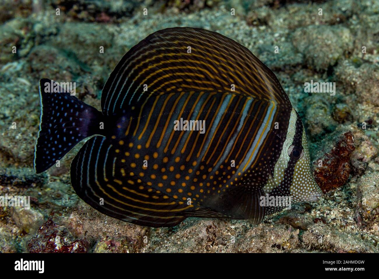 The Red Sea sailfin tang or Desjardin's sailfin tang (Zebrasoma desjardinii) Stock Photo