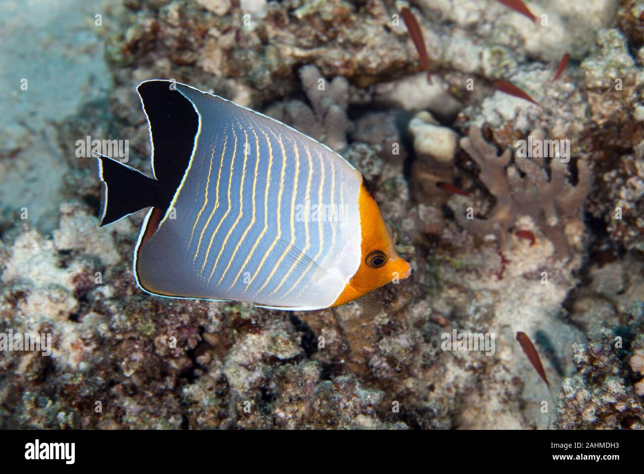 Chaetodon larvatus  Cuvier, 1831, Hooded butterflyfish Stock Photo