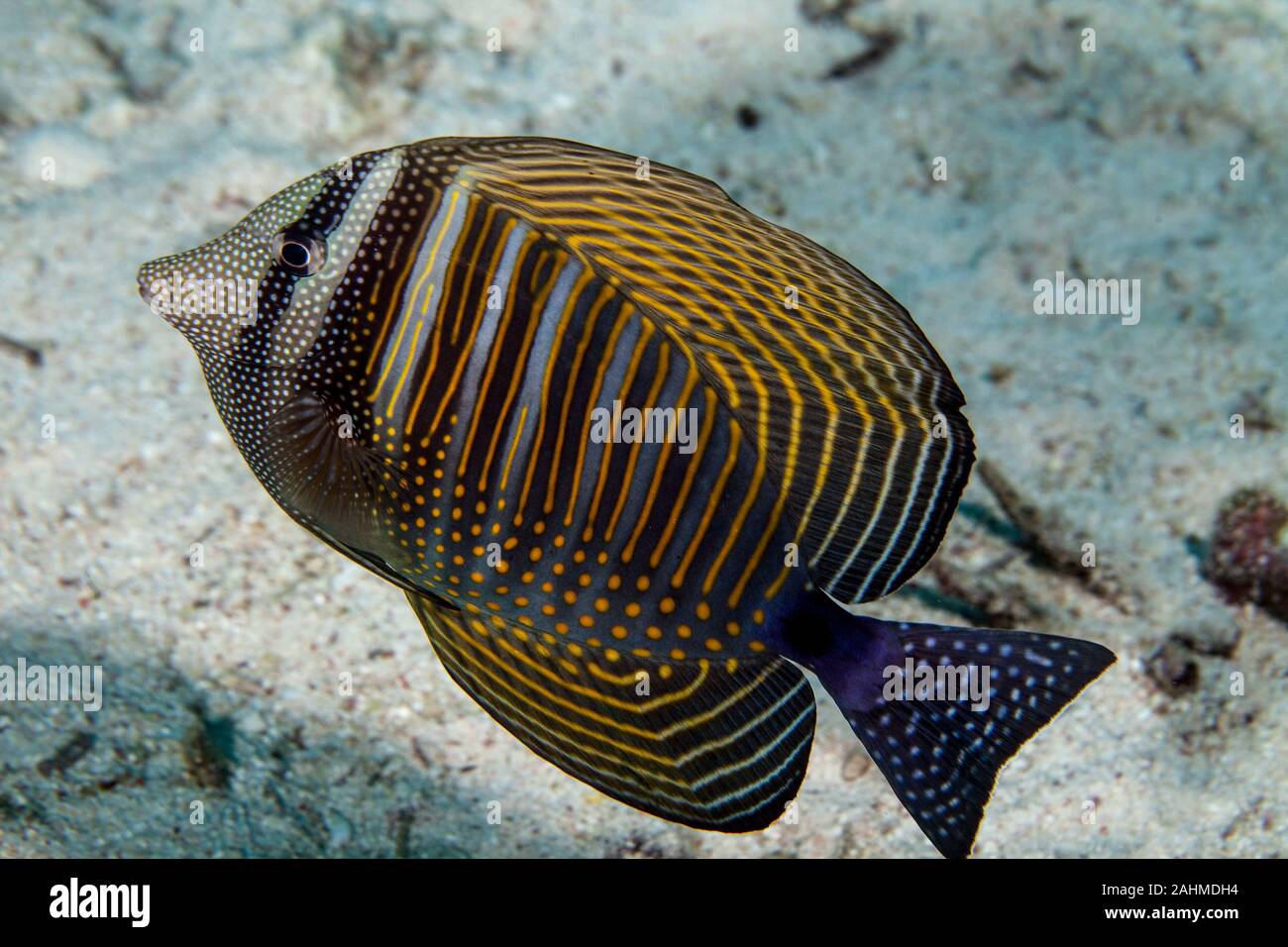 The Red Sea sailfin tang or Desjardin's sailfin tang (Zebrasoma desjardinii) Stock Photo