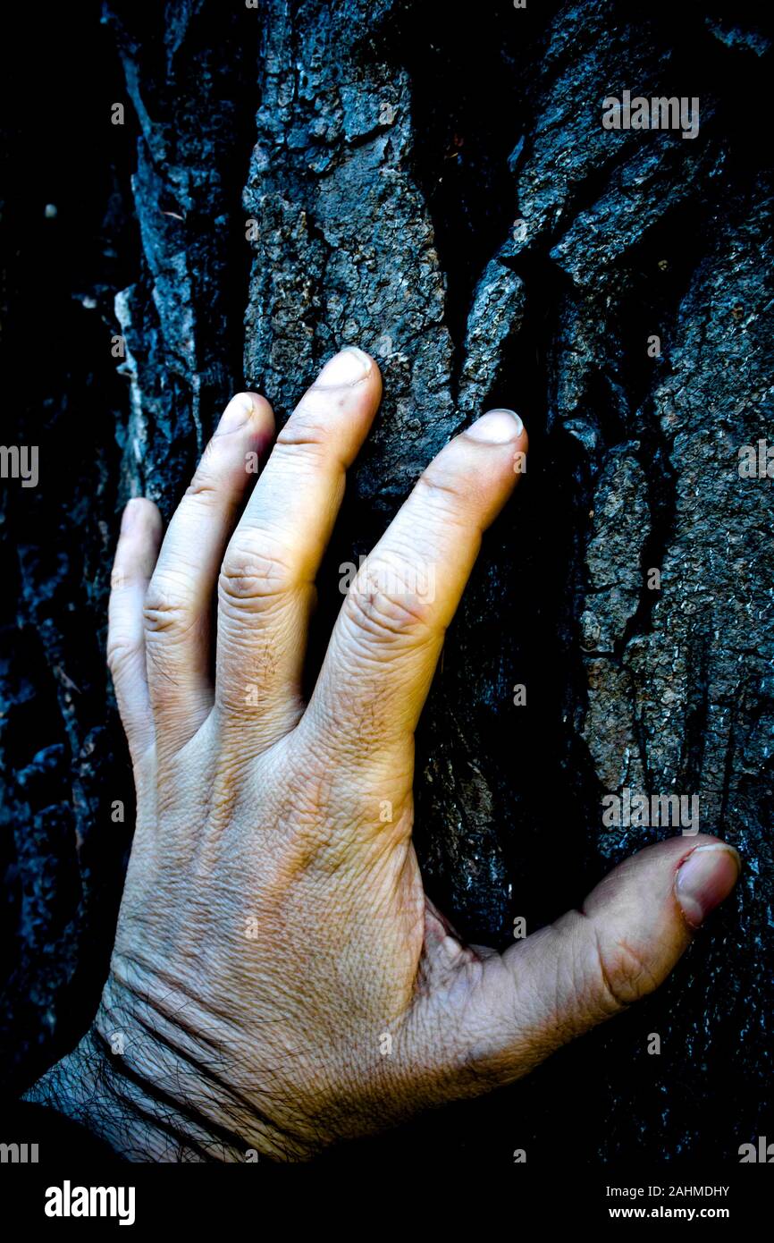 male hand touching a tree bark, ecology and nature preservation concept Stock Photo