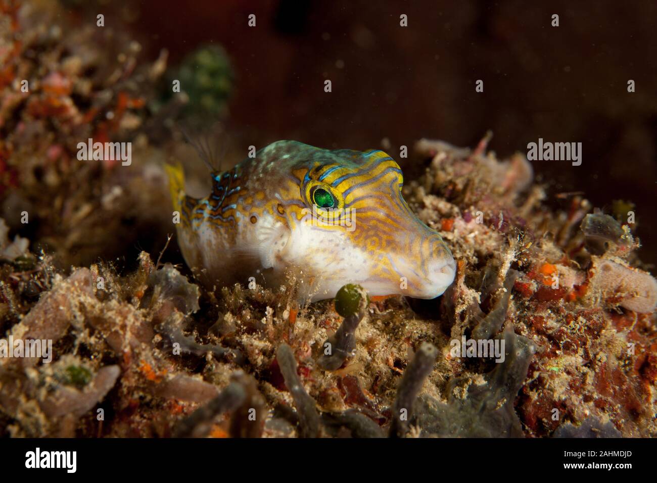 Canthigaster is a genus in the pufferfish family (Tetraodontidae) Stock Photo