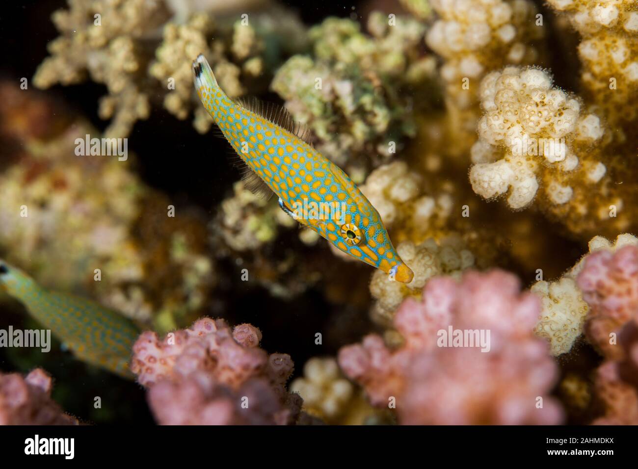 Longnose Filefish - Oxymonocanthus longirostris Stock Photo
