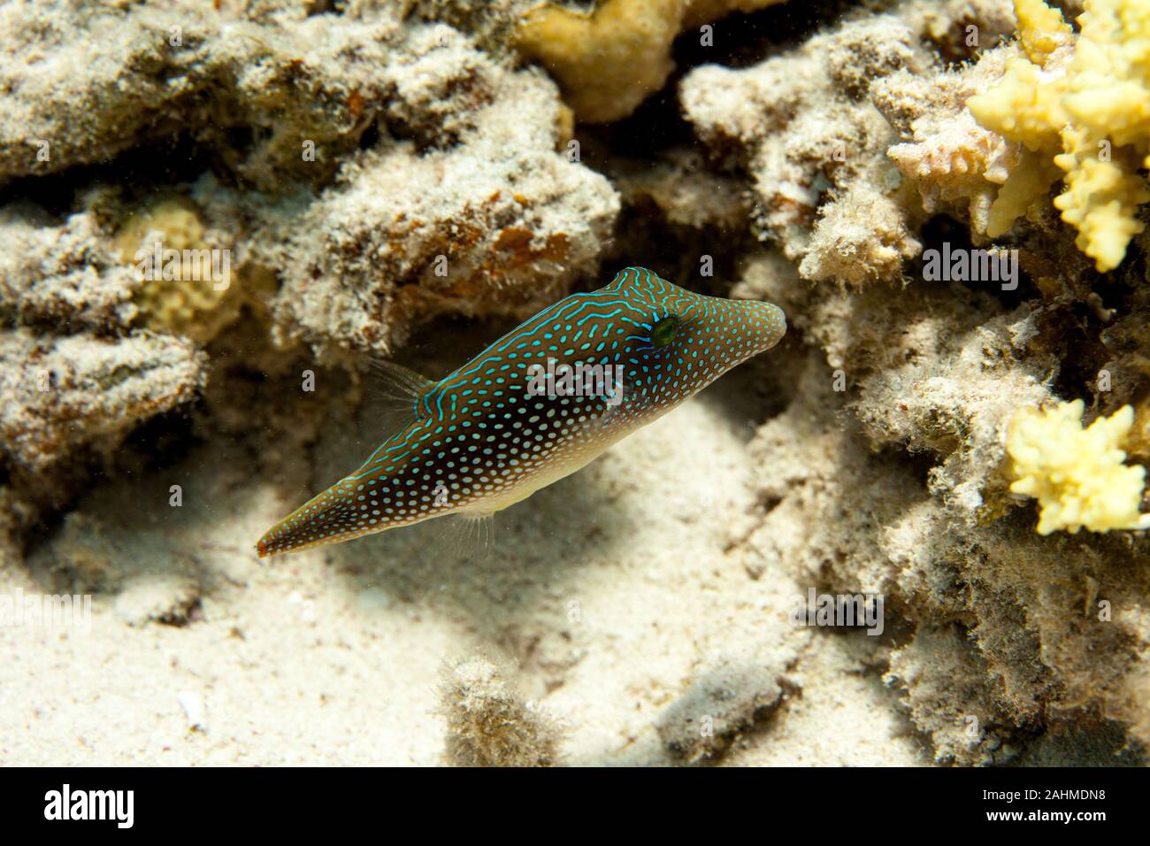 Canthigaster is a genus in the pufferfish family (Tetraodontidae) Stock Photo