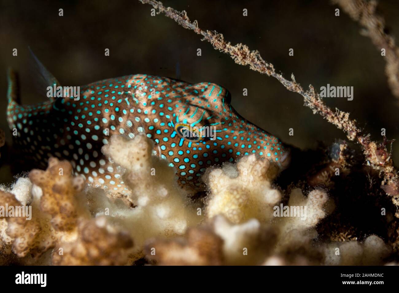 Canthigaster is a genus in the pufferfish family (Tetraodontidae) Stock Photo