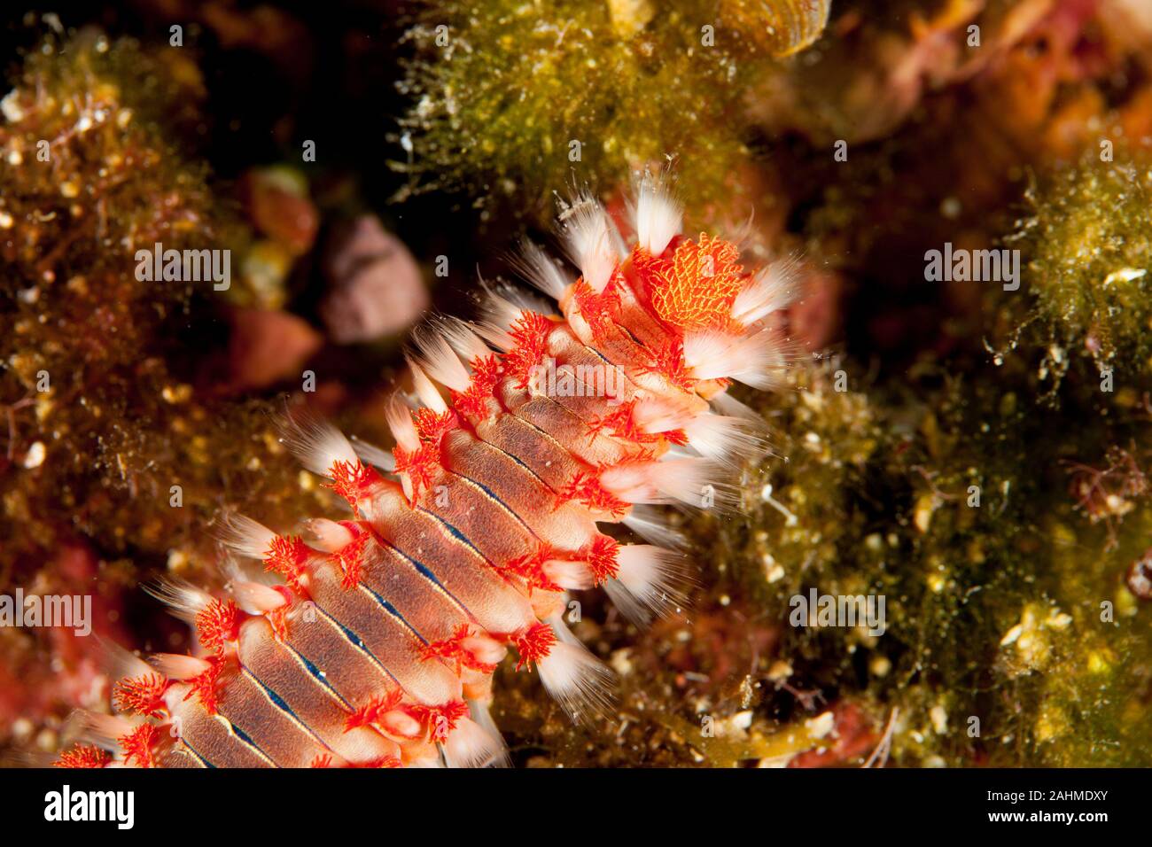 Bearded Fireworm, Hermodice carunculata Stock Photo - Alamy