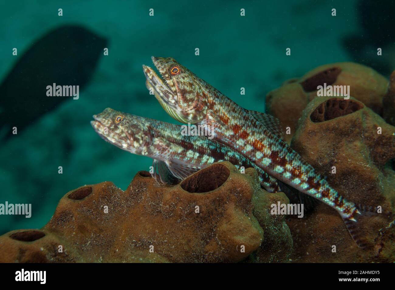 Atlantic lizardfish, Synodus saurus Stock Photo