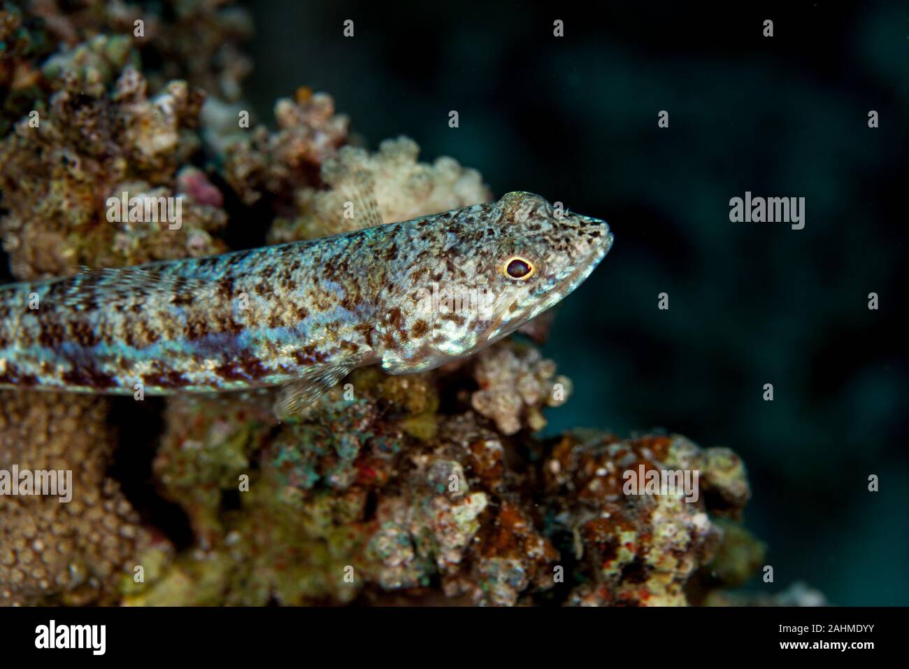 Atlantic lizardfish, Synodus saurus Stock Photo