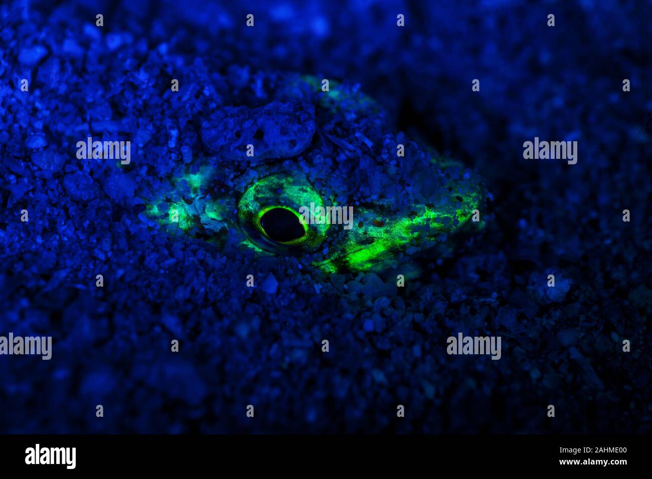 Atlantic lizardfish, Synodus saurus in UV light fluorescence Stock Photo