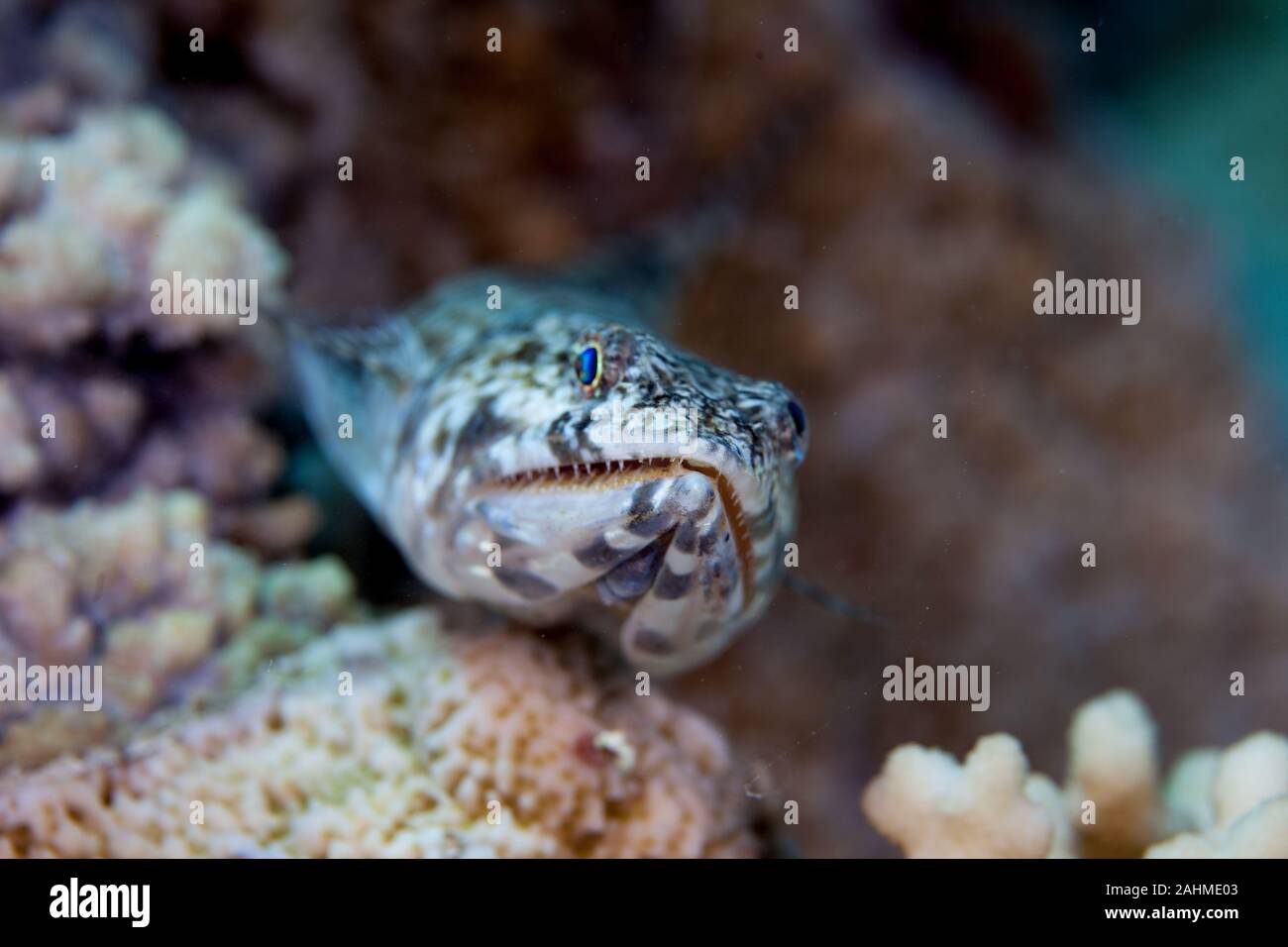 Atlantic lizardfish, Synodus saurus Stock Photo
