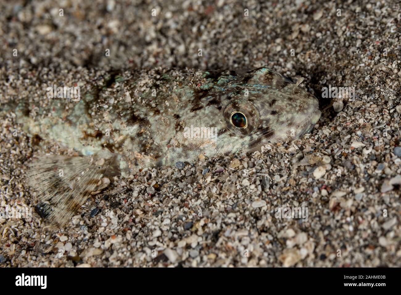 Atlantic lizardfish, Synodus saurus Stock Photo