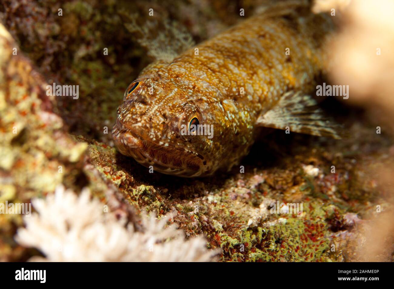 Atlantic lizardfish, Synodus saurus Stock Photo