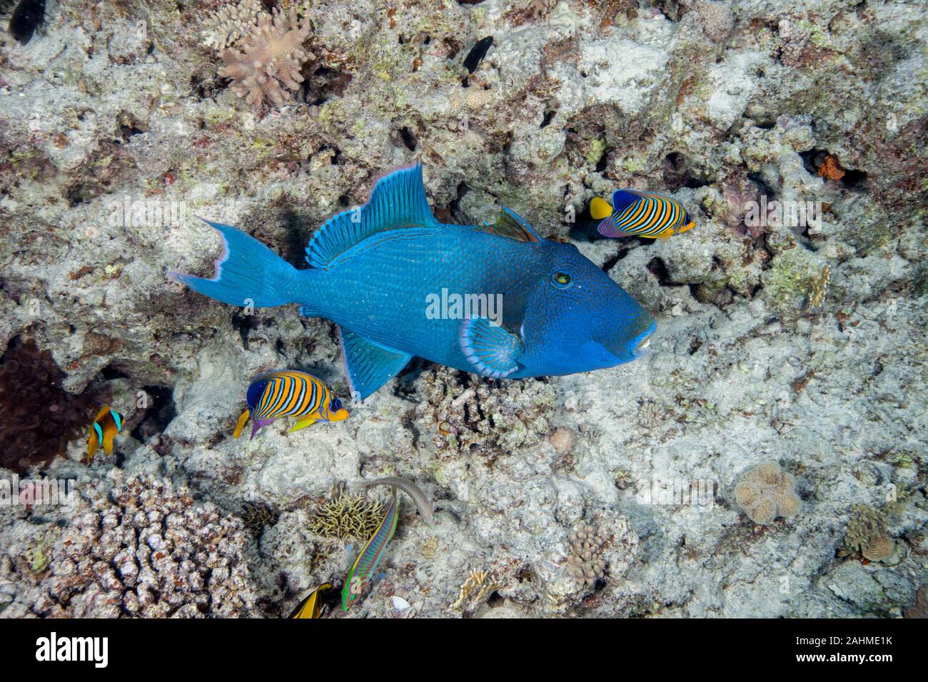 blue triggerfish, Pseudobalistes fuscus with royal angelfish or regal angelfish Stock Photo