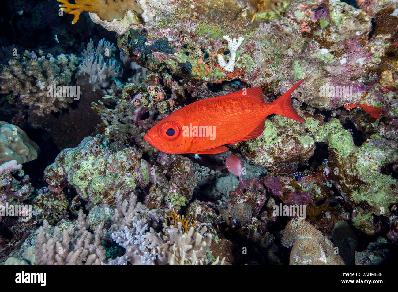 Priacanthus, the bigeyes Stock Photo