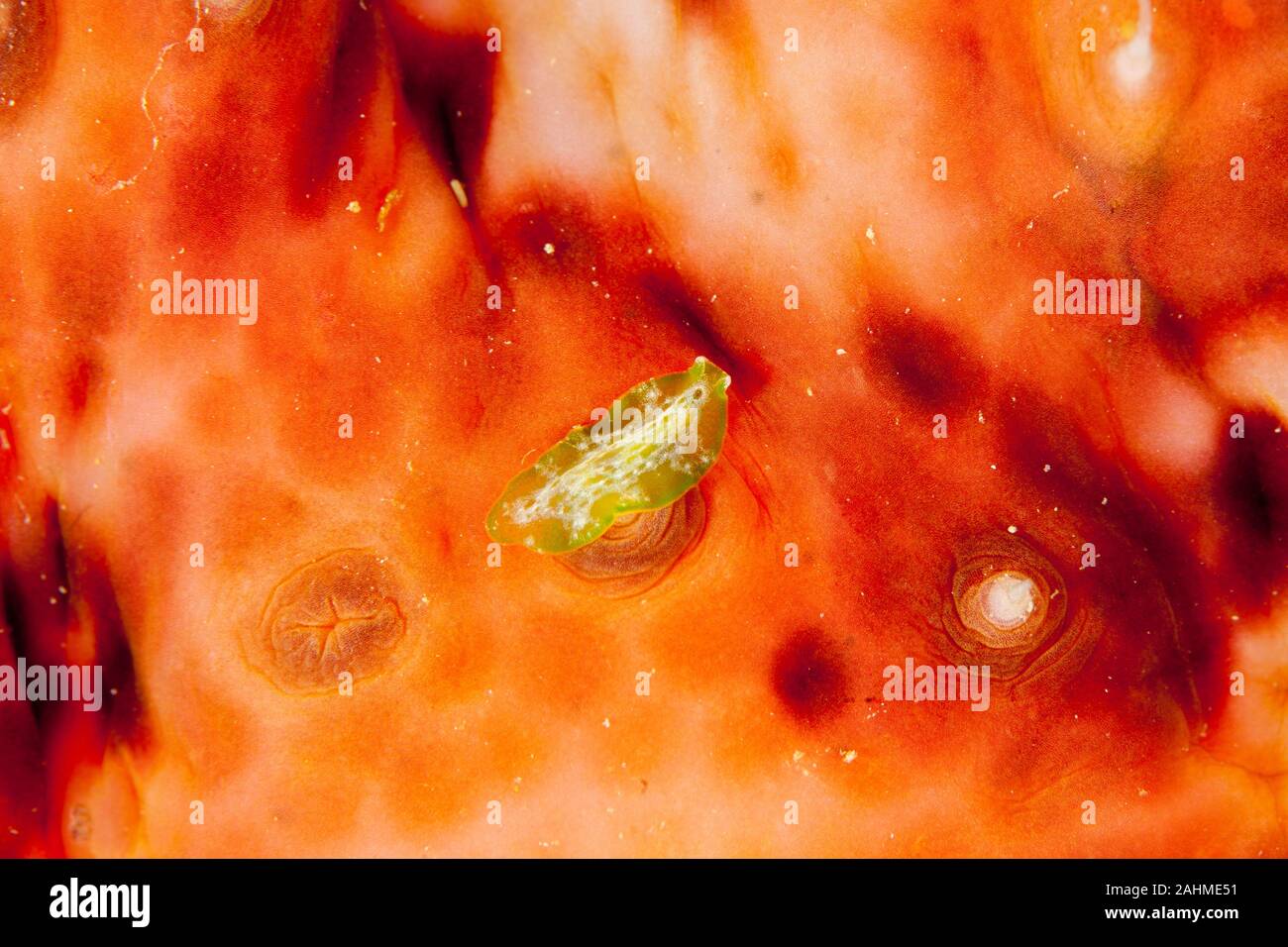 Juvenile Pseudobiceros kryptos on a sea cucumber Stock Photo